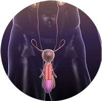 Chuyên khoa Tiết niệu – Nam học