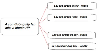 Vi khuẩn HP lây qua đường nào?